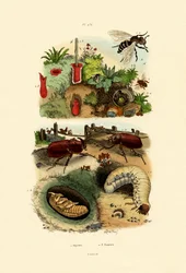 Scarabée Rhinocéros